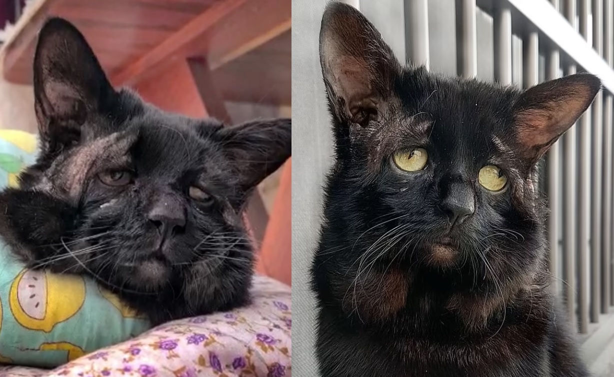 「壽司」臉部下垂，表情悲傷。(互聯網)