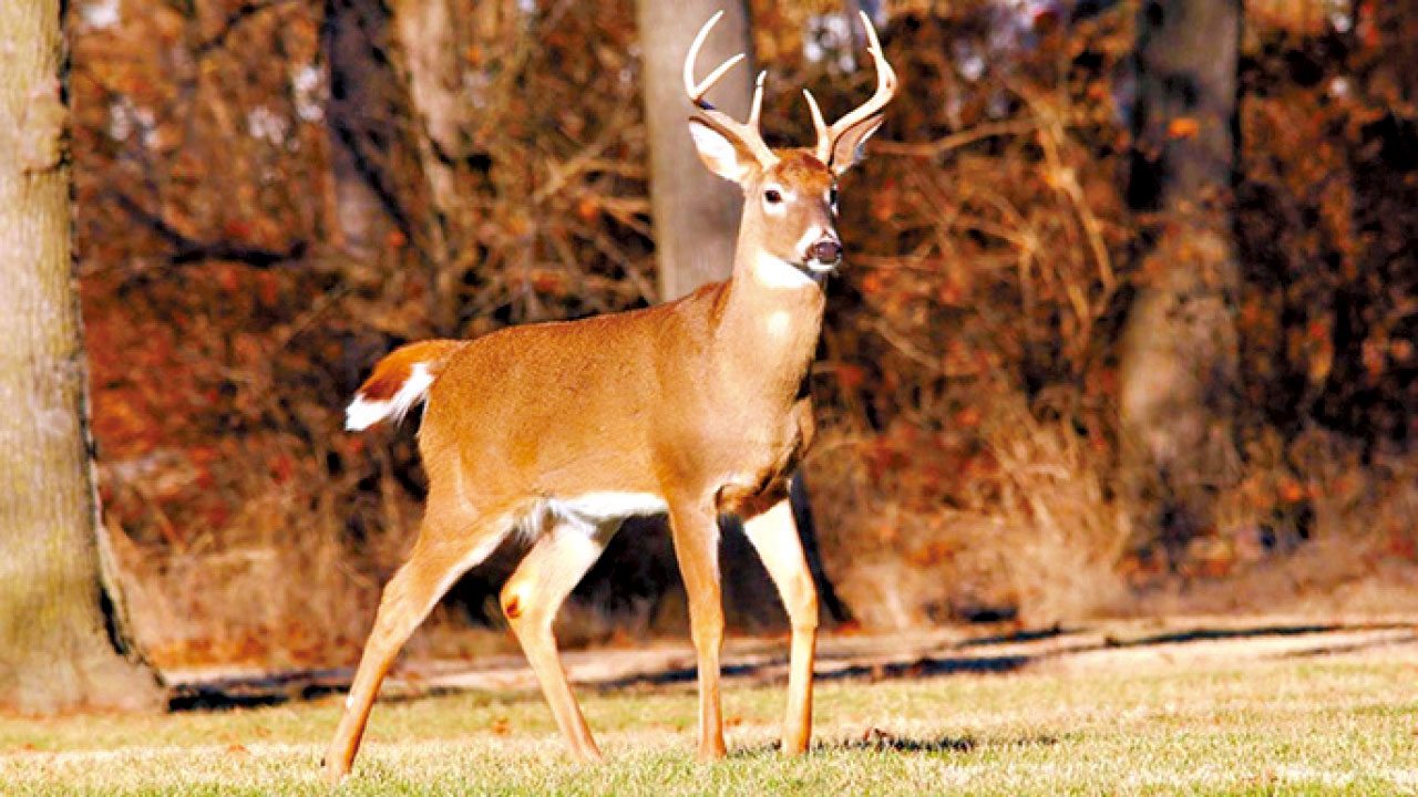 科學家憂成新變種宿主 紐約白尾鹿現Omicron