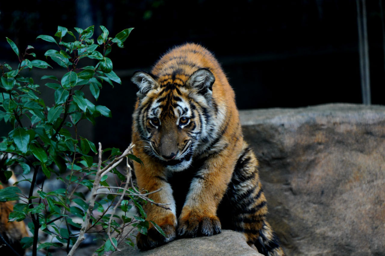 虎年談虎與人之間的交往