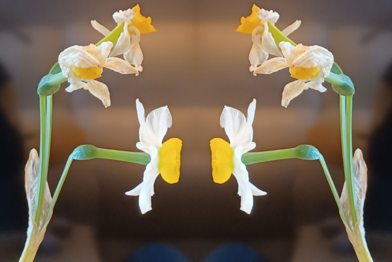 過期年花另類測試