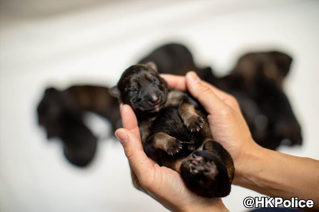 警犬隊初六添新生命 9「E」家德牧B人日拜年