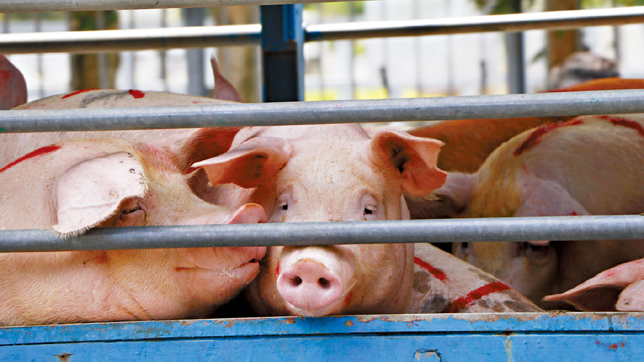 上水屠房今恢復運作 食環署︰新鮮肉明起供應