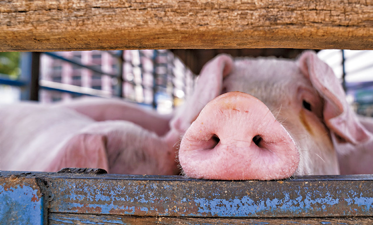 疫情影響｜麥當勞38分店暫停營業 近3千頭活豬今應市料價格波動