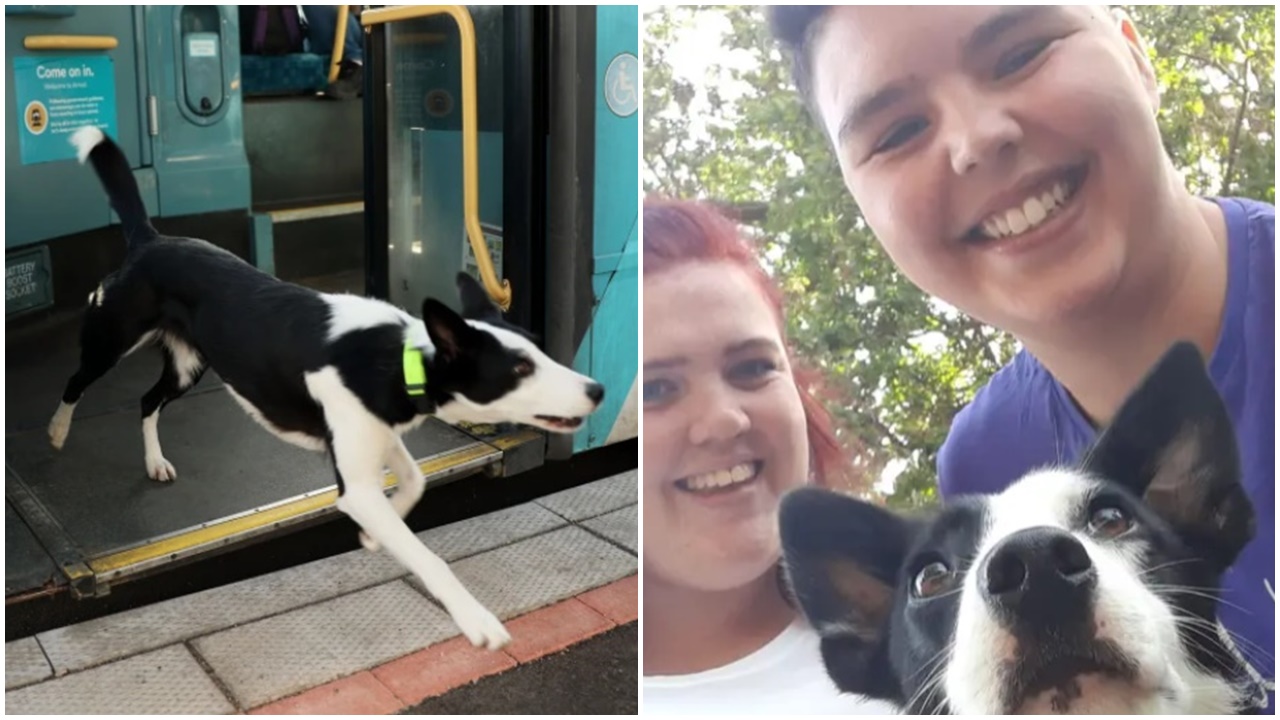 狗狗追鵝跑近5公里蕩失路，自己搭巴士返屋企。(FB)