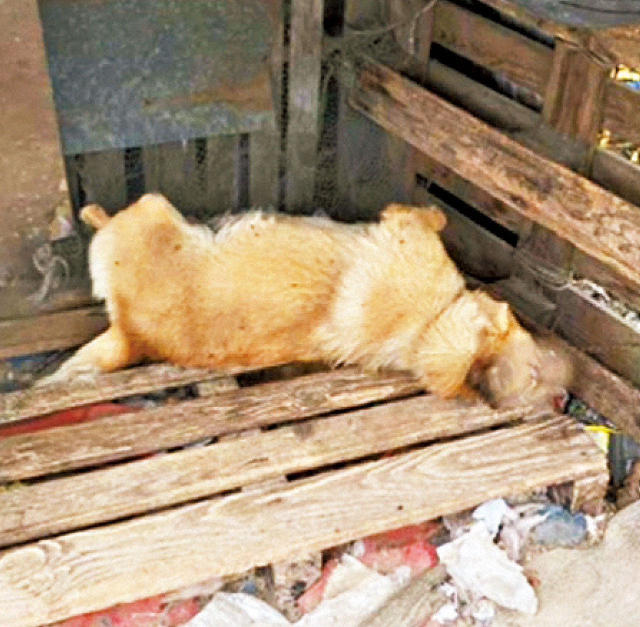 唐狗疑遭殘酷對待 打鼓嶺中年夫婦被捕