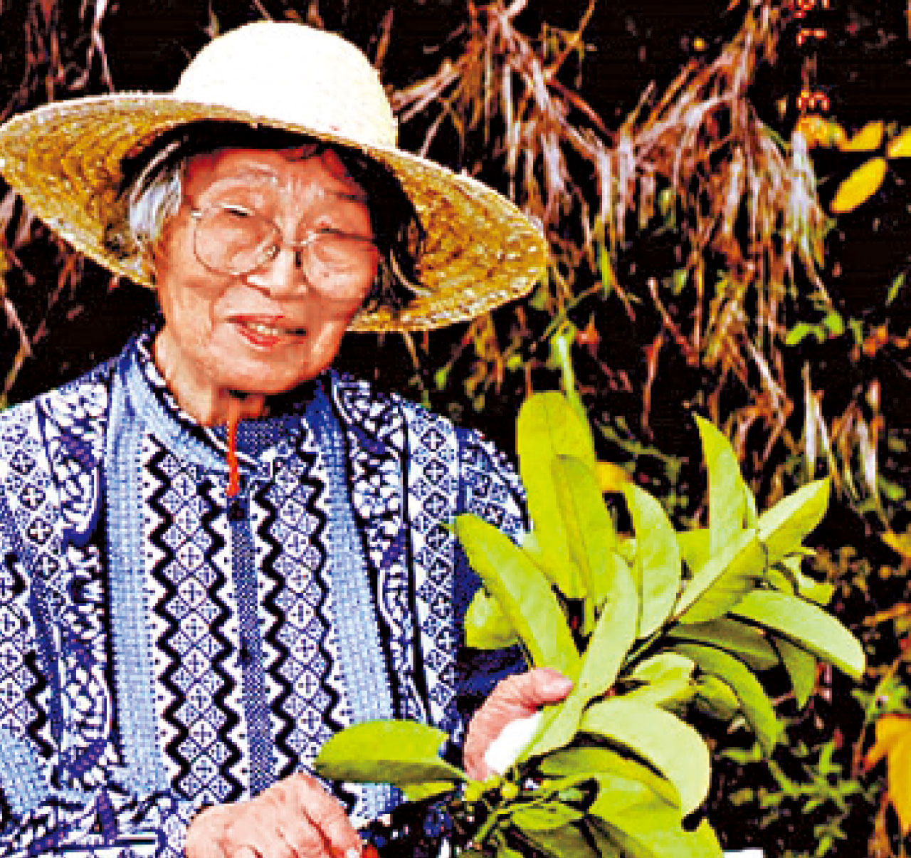 冬青之母胡秀英研發 三冬茶重新上架