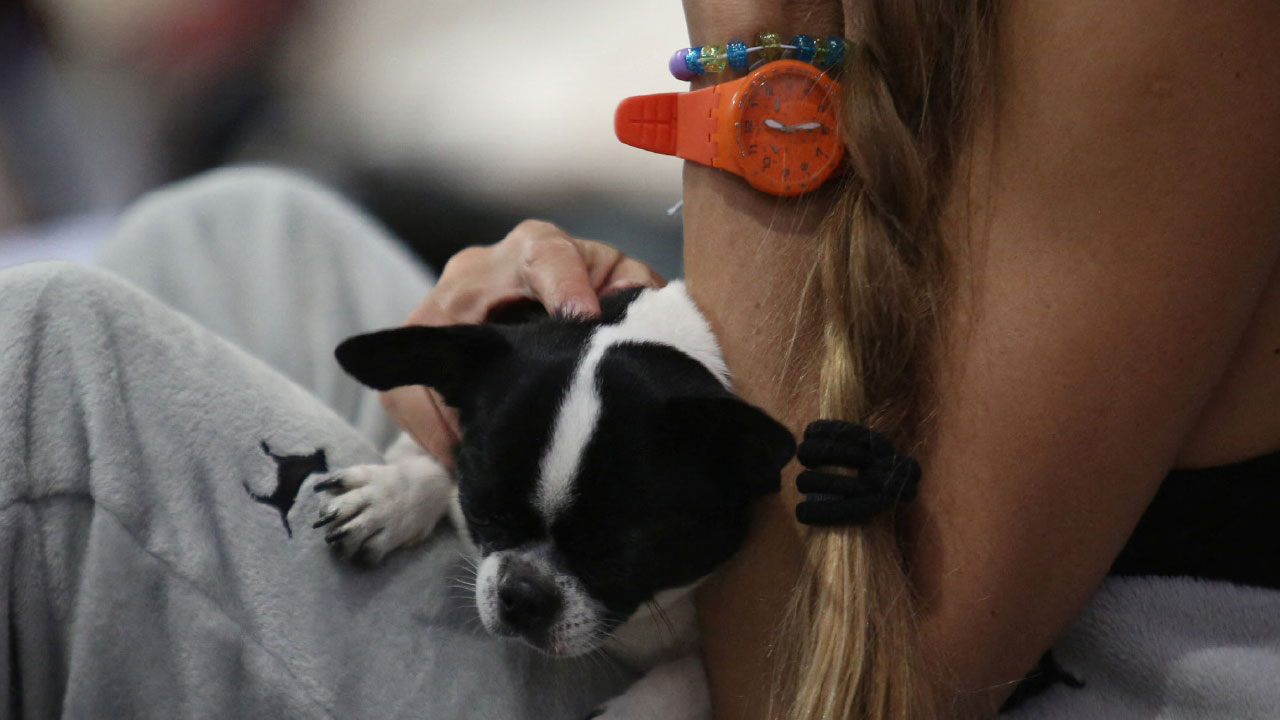 政府可將寵物充公嗎？