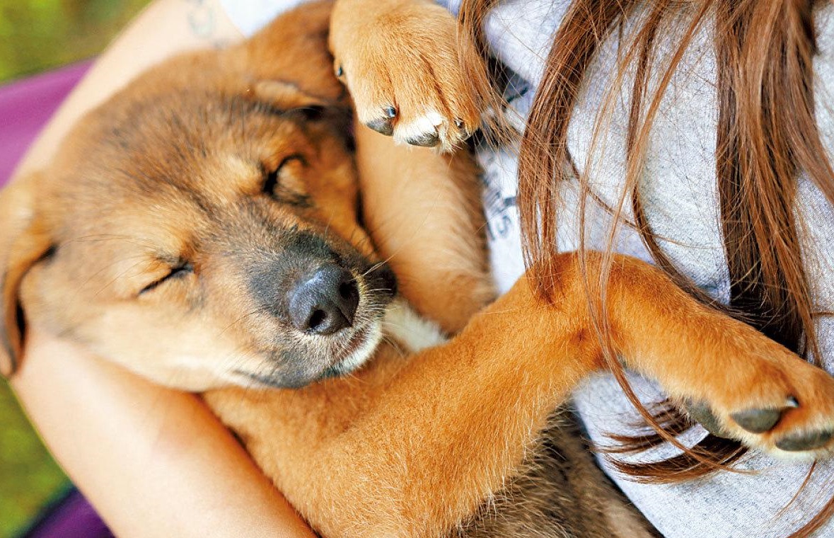 漁護署下周一起加強抽查狗隻牌照。