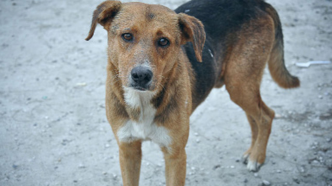 為動物福利規管動物主人