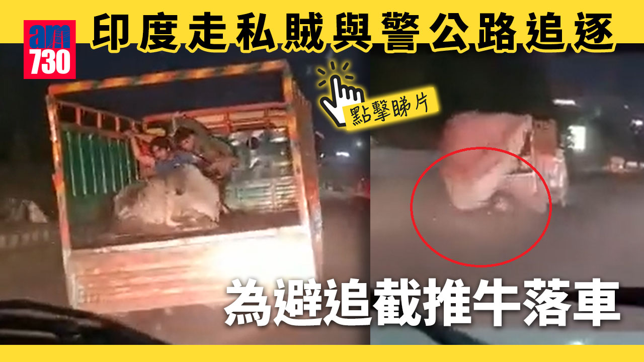 有片︱印度走私賊與警公路追逐　為避追截推牛落車