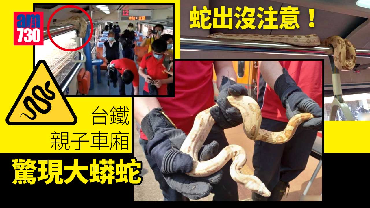 蛇出沒！台鐵親子車廂驚現1米長蟒蛇 乘客緊急疏散