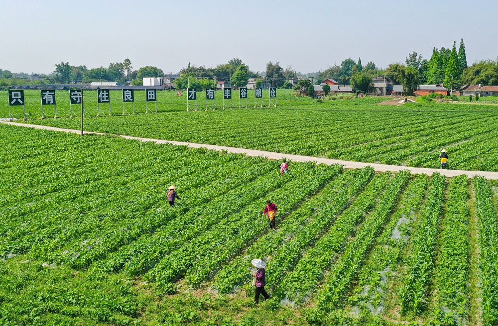 農業農村部稱要做好疫情防控與春耕生產。(新華社)
