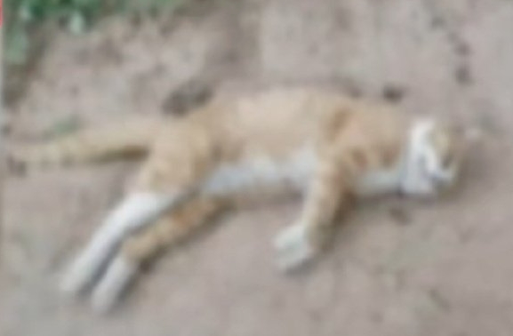 河北石家莊一個小區有人落毒殺貓狗，有居民在附近草地發現十幾片疑似浸過藥水的火腿腸。(互聯網)