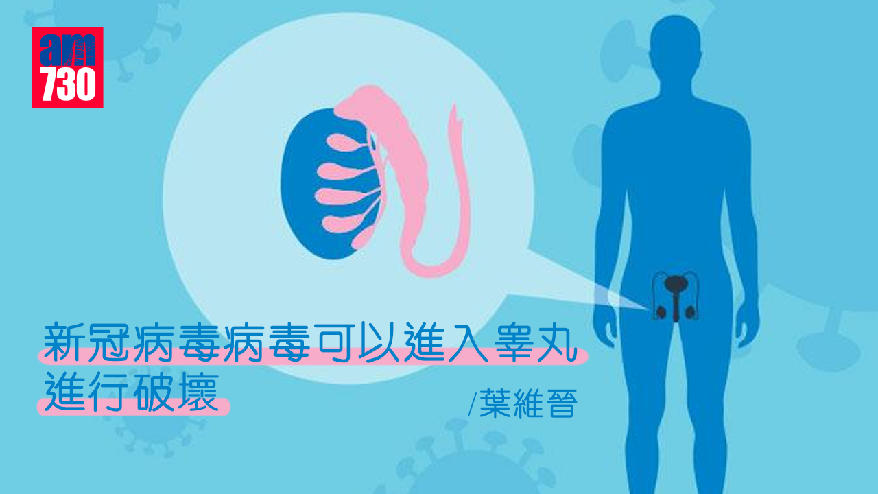 睾丸受新冠病毒破壞