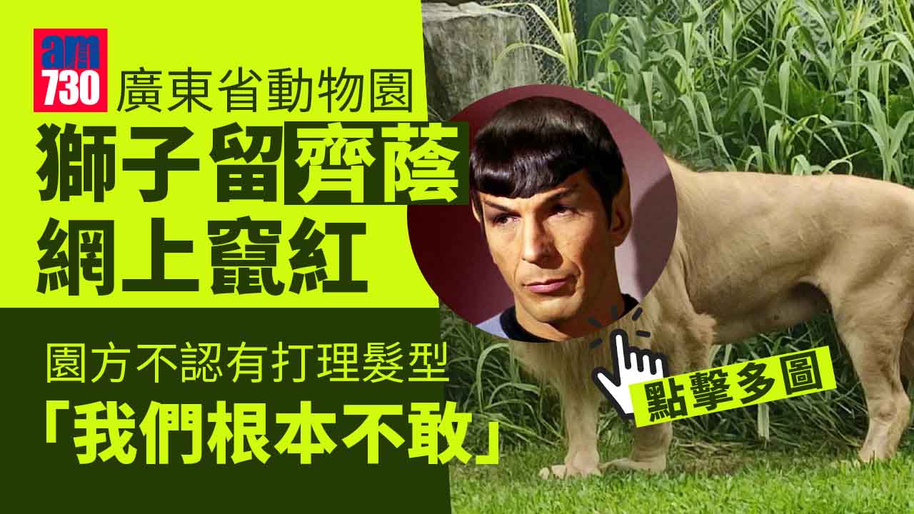 網上熱話｜齊蔭雄獅潮爆竄紅　動物園：牠自己打理的(有片)