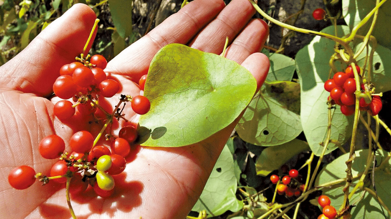 國產新冠口服藥VV116臨床研究 Omicron非重症轉陰快兩日