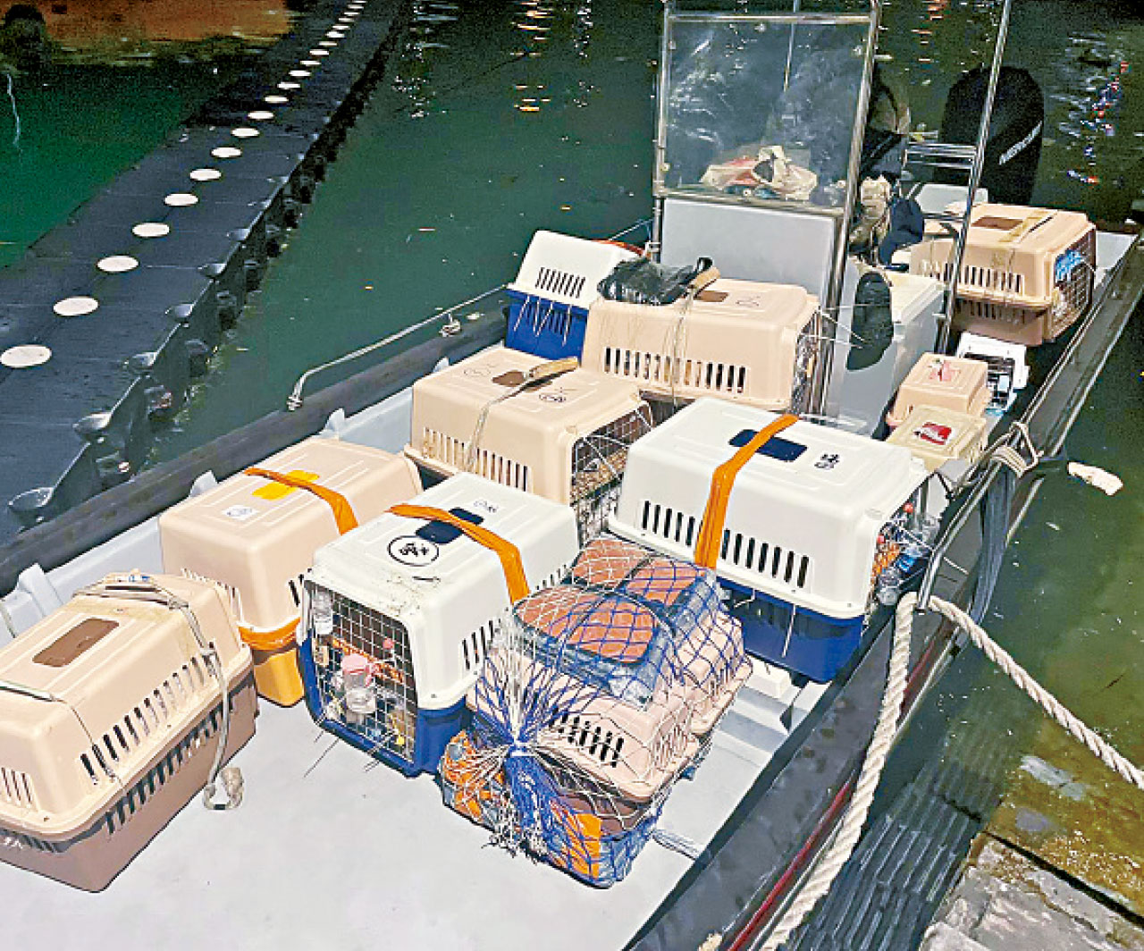 成功倒截 136名種貓狗B快艇走私來港 男子涉殘酷對待動物被捕