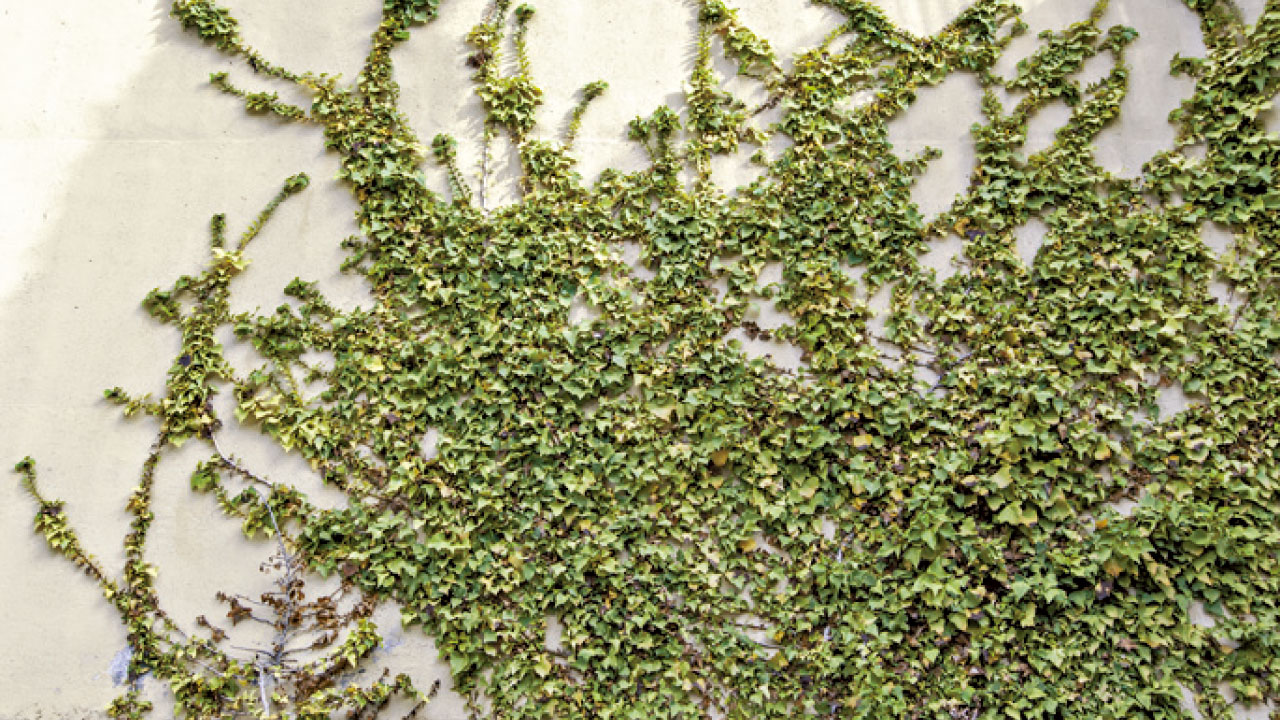 五行對應之 顏色及性格──乙木