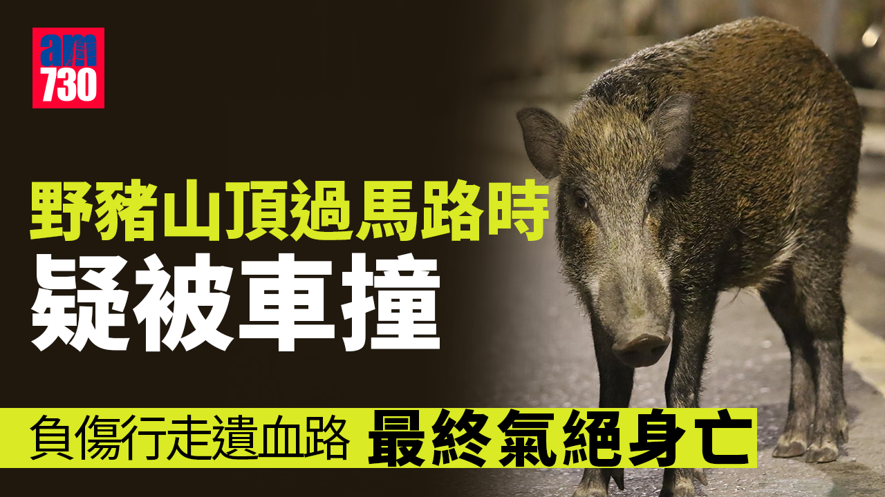 野豬疑山頂被車撞 負傷遺下血路終不治