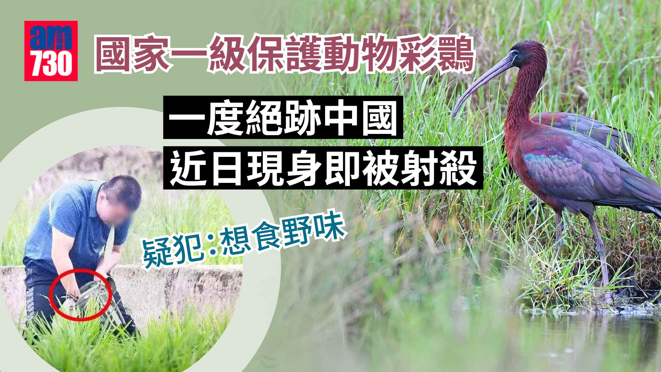一度絕跡中國 彩䴉首現身四川瀘州即被射殺 疑犯：想食野味
