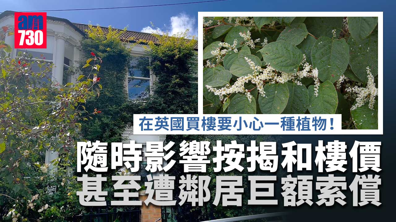 英國買樓｜小心呢種植物 業主遭索償逾240萬 兼影響樓價及按揭