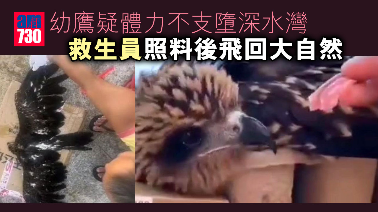 網上熱話｜幼鷹疑體力不支墮深水灣 救生員照料後飛回大自然