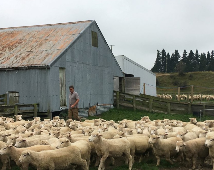 圖為基督城附近一個牧場。(資料圖片)