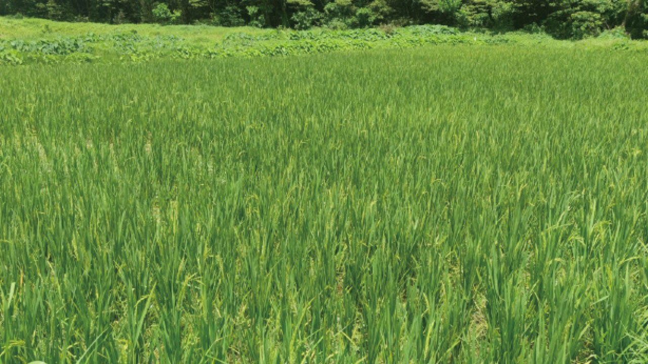 二澳──香港的農業文化遺產