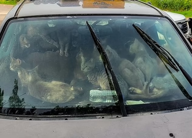 47隻貓兒與主人一起住在車上。(互聯網)