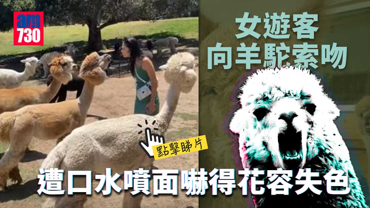 靚女向羊駝索吻　遭口水噴面片爆紅(有片)