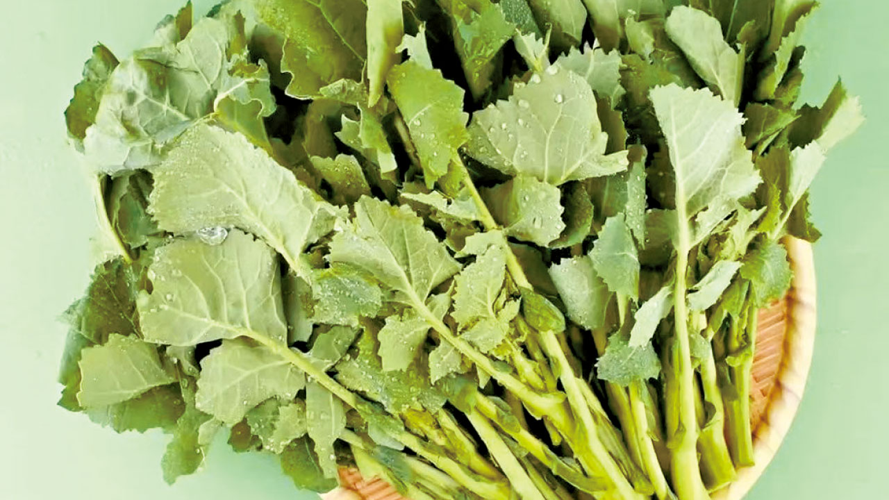 抗流感效果堪比特敏福 武漢科研「板藍根油菜」上市