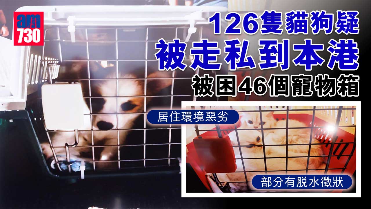 警截走私舢舨檢126隻貓狗 疑供港寵物店