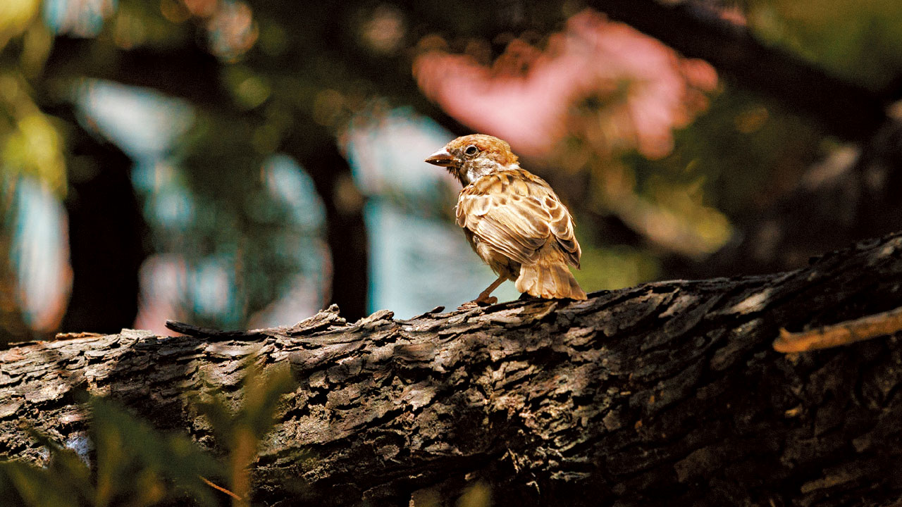 麻雀量升36%至28.7萬隻  觀鳥會：原因未明