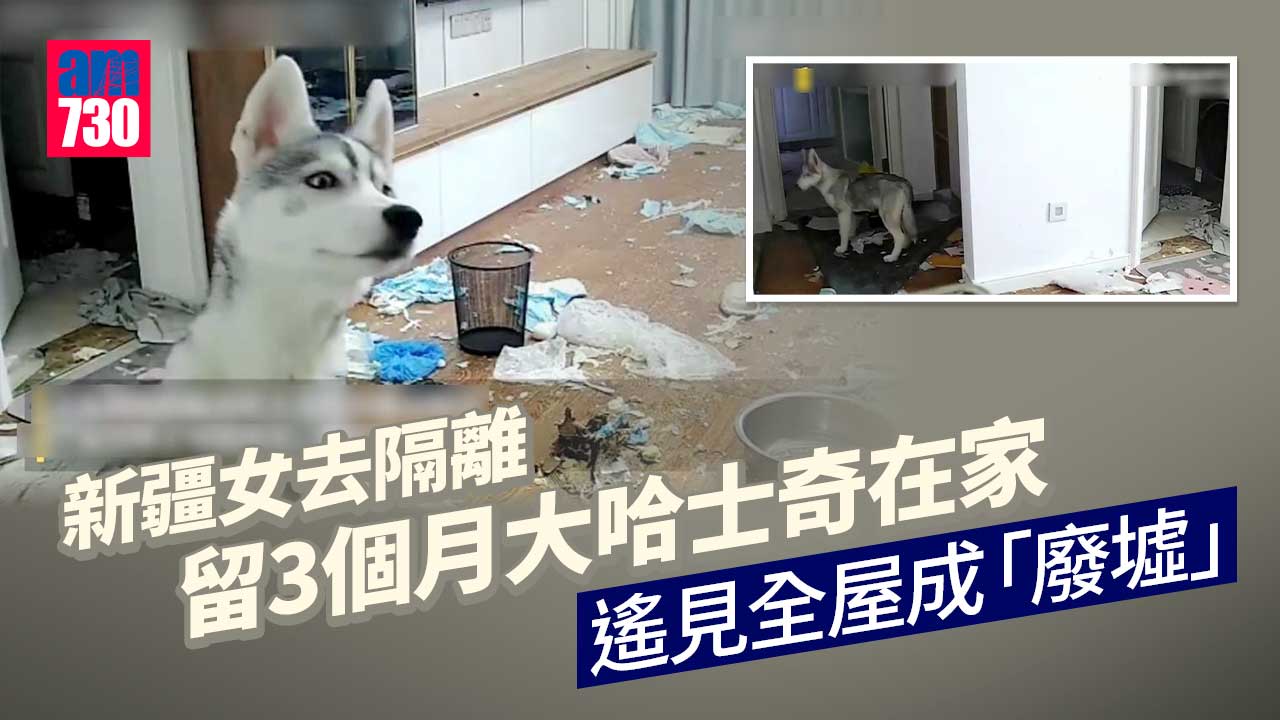 女狗主集中隔離 遙見哈士奇「拆屋」崩潰大哭 丈夫：狗命還在就好
