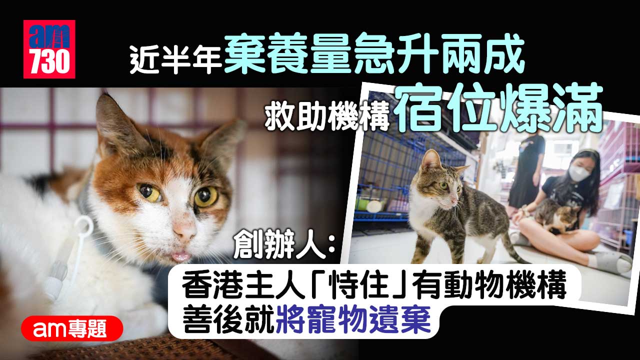 am專題｜店舖倒閉貓狗店長「失業」-棄養量升救助機構宿位爆滿