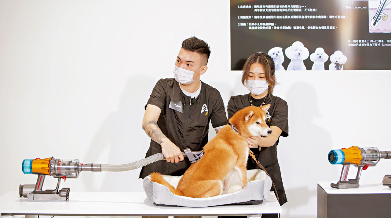 Dyson寵物毛髮配件組合 梳毛兼吸皮屑