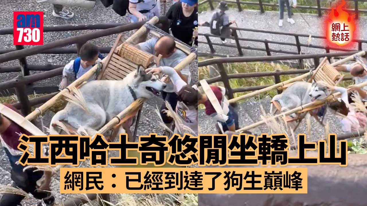 網上熱話｜哈士奇坐轎上山 主人一旁侍候 網民：傷害不大侮辱性極強
