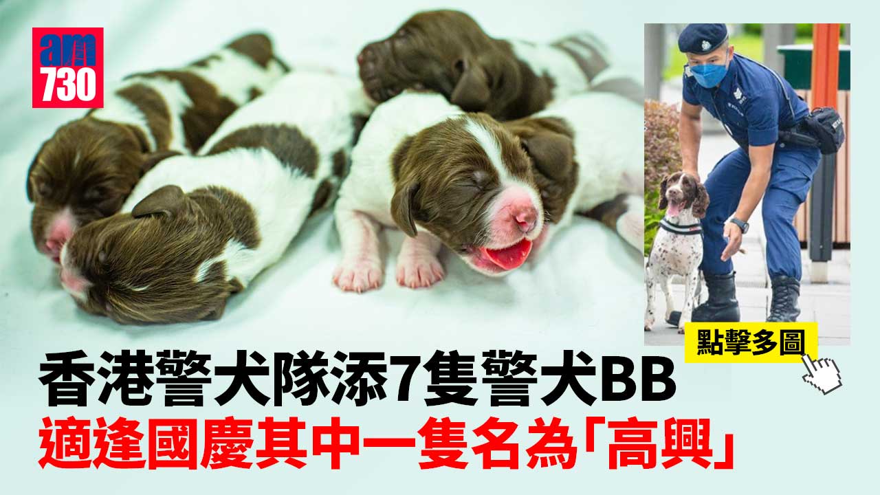 香港警犬隊再添新成員 7隻史賓格獵犬BB出世 (多圖)