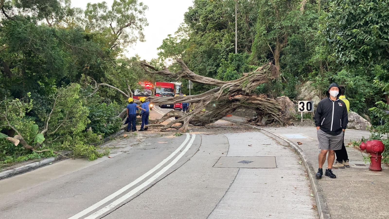 大嶼山嶼南道塌樹 來回線一度全線封閉