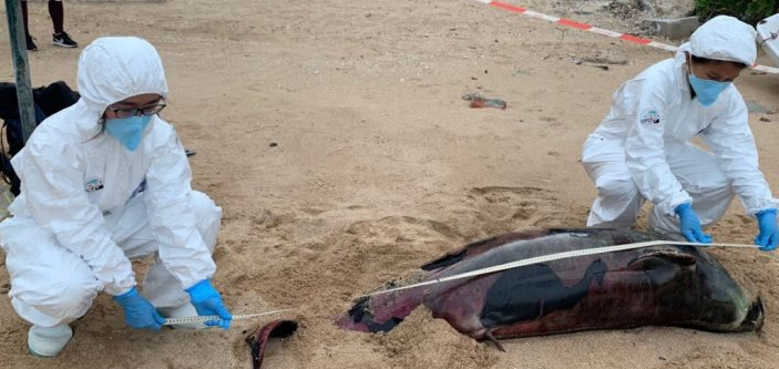 豚屍再現｜亞成年江豚擱淺長洲觀音灣泳灘 本年度第23宗