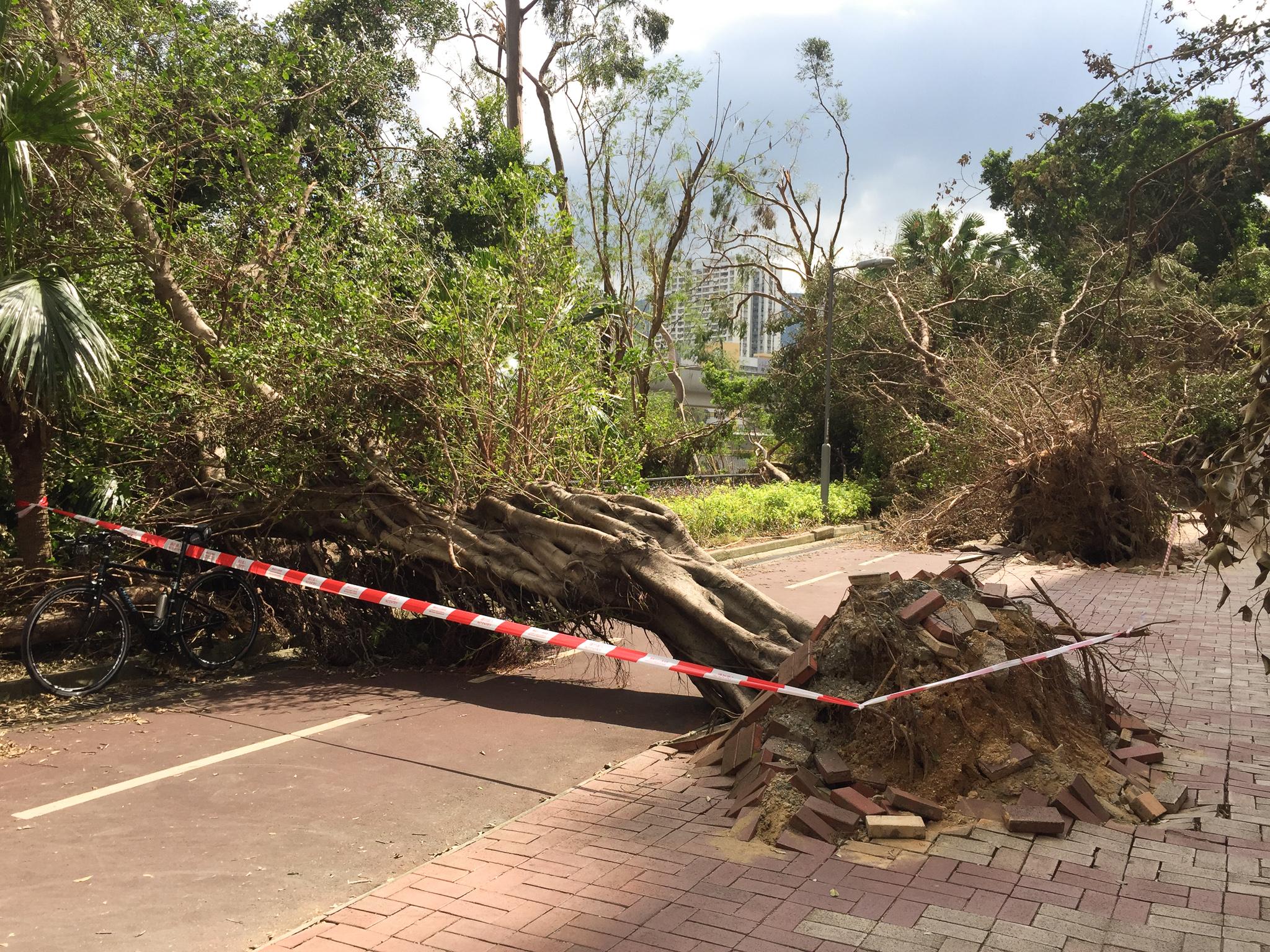 申訴專員主動調查有關政府土地上樹木投訴的處理