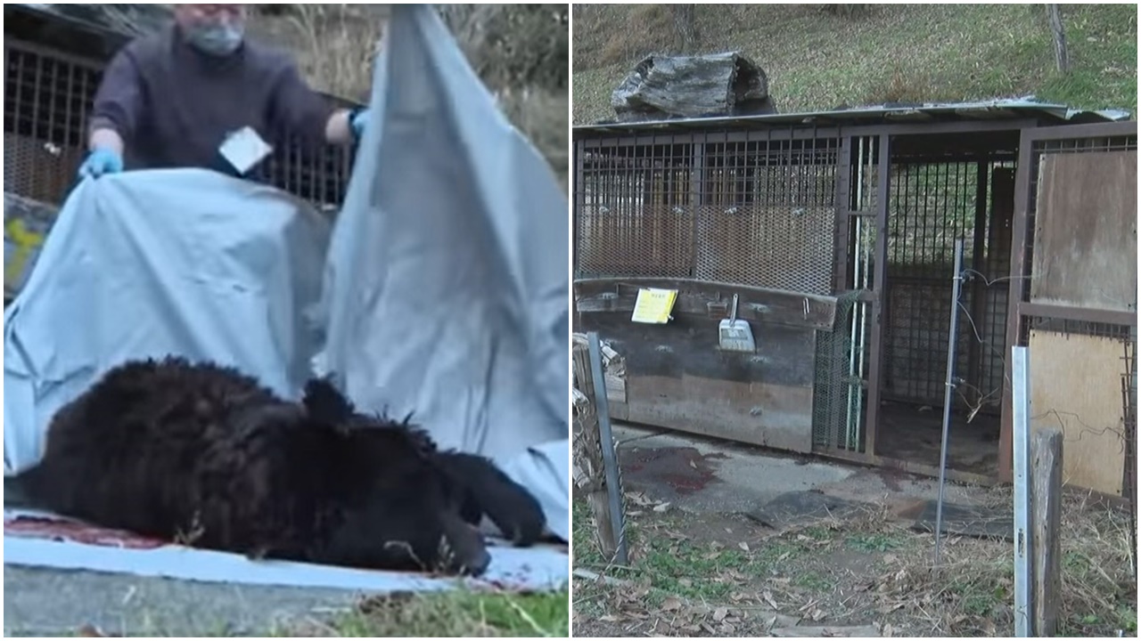 日本七旬翁遭飼養逾20年寵物熊襲擊致死，熊人最終被擊斃。(YouTube)