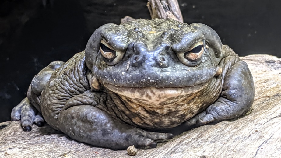 警告語「勿舔蟾蜍」令網民驚呆：邊個會？(網上圖片)