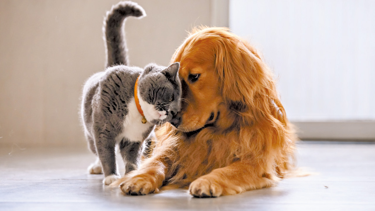 動物有靈魂嗎？