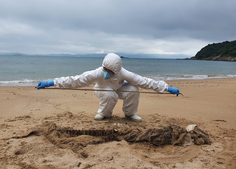豚屍再現｜鯨豚擱淺西貢蚺蛇灣化成骸骨 本年度第25宗