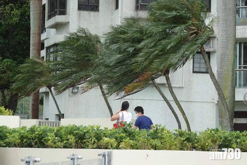 尼格風球︱柴灣及筲箕灣1小時內3宗塌樹　壓毀5車幸無人傷