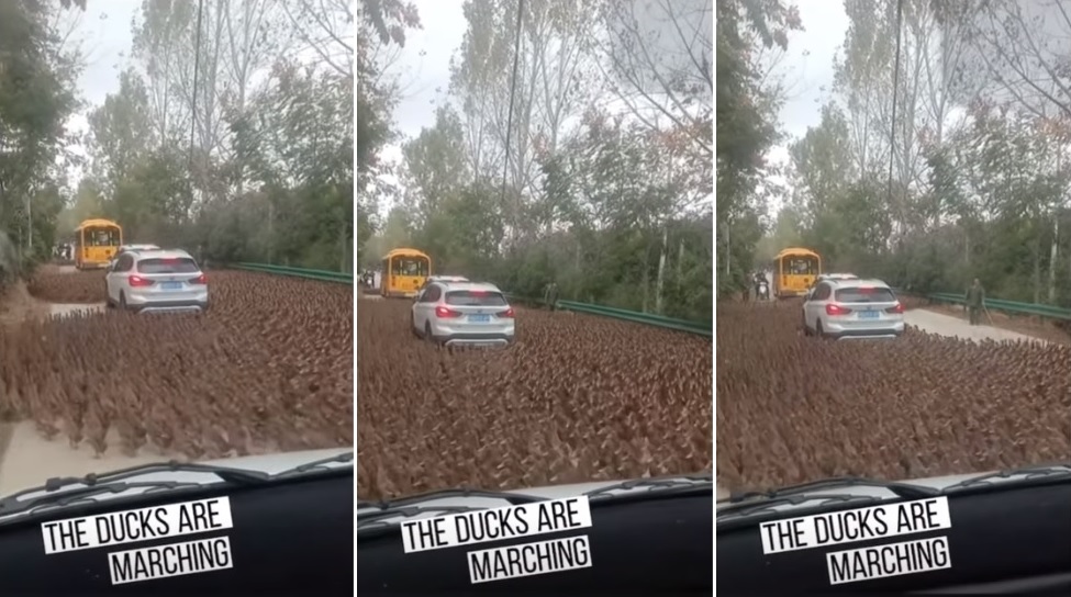 大群鴨子包圍白色私家車，並以順時針旋轉方式移動。(互聯網)