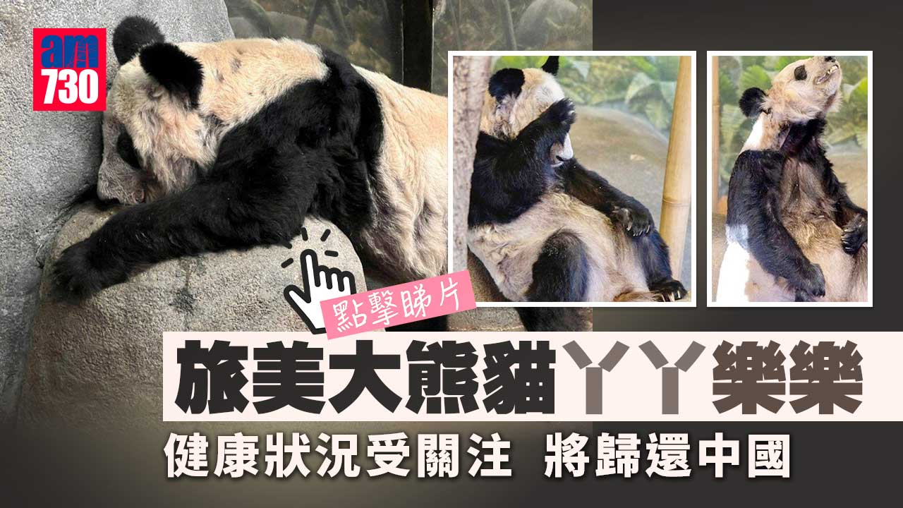 健康狀況受關注　旅美大熊貓「丫丫」「樂樂」將歸還中國(有片)
