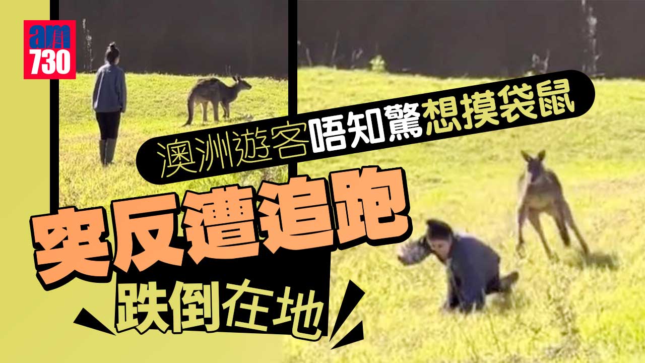 澳洲遊客想摸袋鼠 反遭追跑跌倒在地