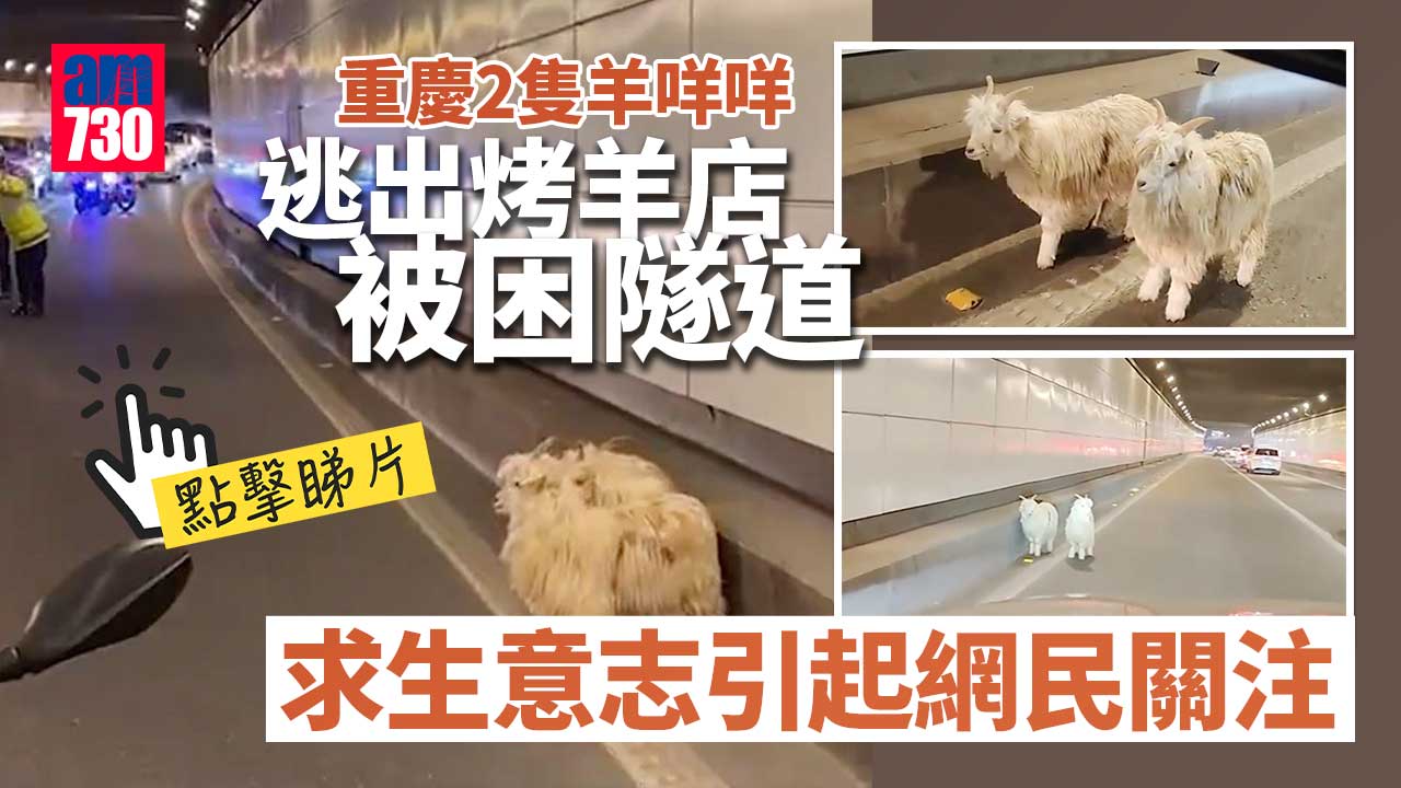羊咩大逃亡｜重慶2小羊逃出烤羊店被困隧道　結局喜洋洋(有片)